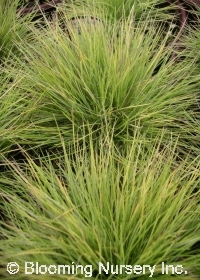 Festuca glauca 'Golden Toupee'